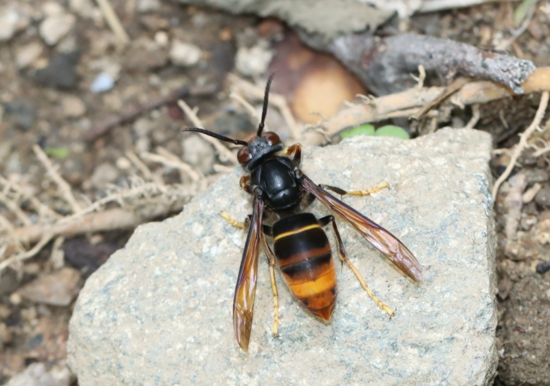 甕 素焼き スズメ蜂の巣模様 エリー242 maxresdefault.jpg